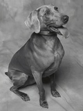 Panting Weimaraner Sitting Obediently