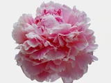Pink Carnation