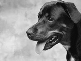 Profile of Dog's Face