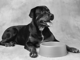 Dog Waiting at Bowl