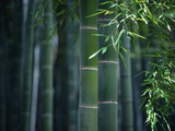 Green Banboo Fotografie-Druck