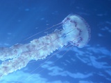 Purple Jellyfish (Pelagia panopyra)