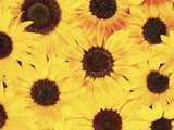 Buy Dew on Sunflowers at AllPosters.com