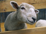 Buy Sheep Poking Head Through Fence at AllPosters.com