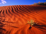 Plant Growing in Sand Dune