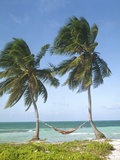 Buy Hammock Attached to Palm Trees at Ocean at AllPosters.com