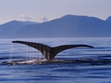 Humpback Whale Diving