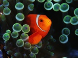Buy Spine-Cheek Anemonefish and Sea Anemone at AllPosters.com