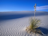 Buy Soaptree Yucca Plant on Sand Dune at AllPosters.com