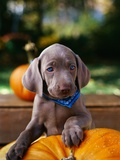 Weimaraner Puppy Climbing onto Pumpkin