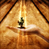 Hand Holding Seedling