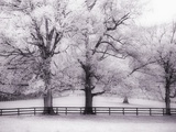 Buy Trees and Fence in Snowy Field at AllPosters.com