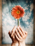 Buy Hands Holding a Gerbera Daisy at AllPosters.com