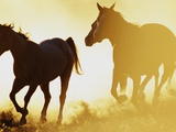 Horses Running at Sunset