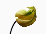 Yellow and Light Green Flower Bud