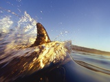 Dolphin Swimming in Ocean