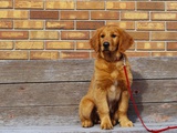 Buy Golden Retriever Puppy on Leash at AllPosters.com