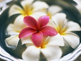 Buy Frangipani Flowers in Bowl of Water at AllPosters.com