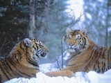 Siberian Tigers Resting in Snow