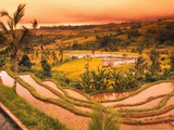 Terraces of Rice Fields
