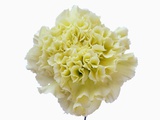 White Carnation