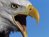 Bald Eagle Calling