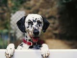 Buy Dalmatian Looking over Fence at AllPosters.com