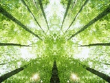 Buy Trees in Forest Ascending at AllPosters.com