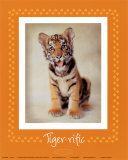 Buy Tiger-ific at AllPosters.com
