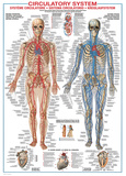 Circulatory System