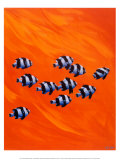 Ten Black-Tailed Humbugs