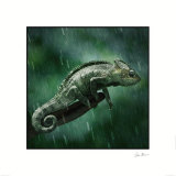 Cameleon Art Print