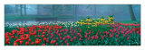Buy Keukenhof at AllPosters.com