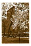 Buy Flatiron in Spring at AllPosters.com