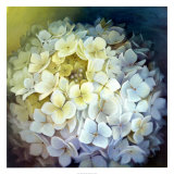 Hydrangea Portrait