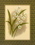 Buy Classic Orchids IV at AllPosters.com