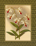 Buy Classic Orchids I at AllPosters.com