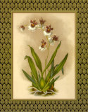 Buy Classic Orchids III at AllPosters.com