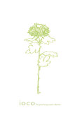 Chrysanthemum II