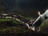 Buy A white-footed mouse makes a meal for a black timber rattlesnake at AllPosters.com