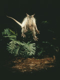 Buy A Fright Reflex Propels This Armadillo into the Air at AllPosters.com