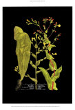 Buy Weinmann Botanical on Black VIII at AllPosters.com