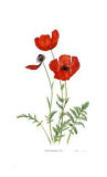 Buy Poppies at AllPosters.com