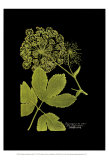 Buy Weinmann Botanical on Black IV at AllPosters.com