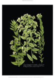 Buy Weinmann Botanical on Black VI at AllPosters.com