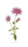 Buy Dahlia at AllPosters.com