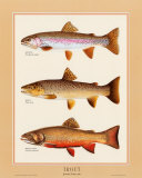Trout