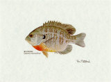 Bluegill Fish