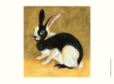 Black and White Bunny II