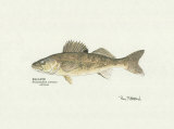 Buy Walleye Fish at AllPosters.com